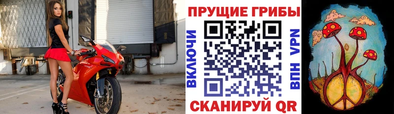 KRAKEN   Шали  Псилоцибиновые грибы мицелий 